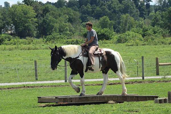 kid-safe-draft-horse