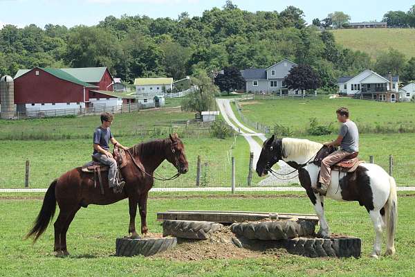 mounted-patrol-draft-horse