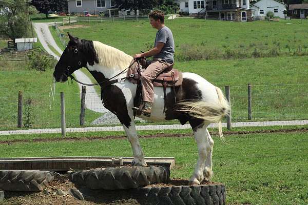 parade-draft-horse