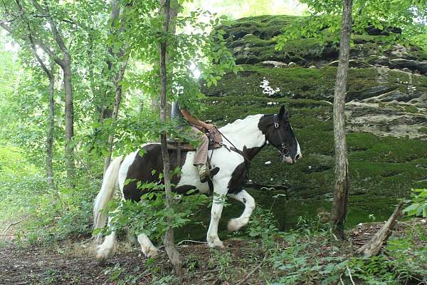 pleasure-driving-draft-horse