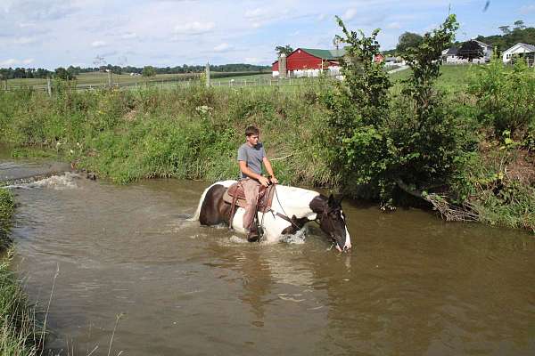 ridden-western-draft-horse