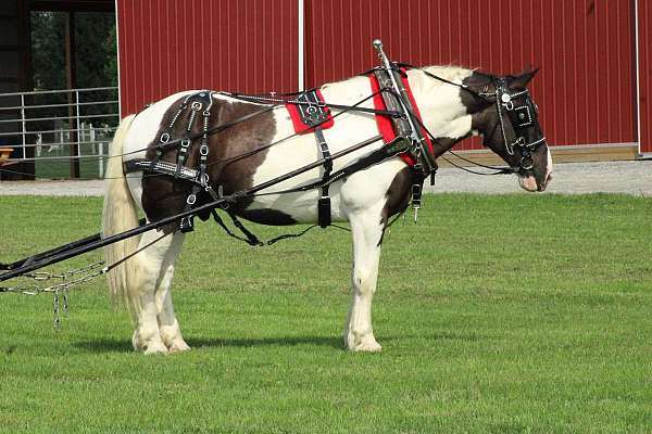 team-driving-draft-horse