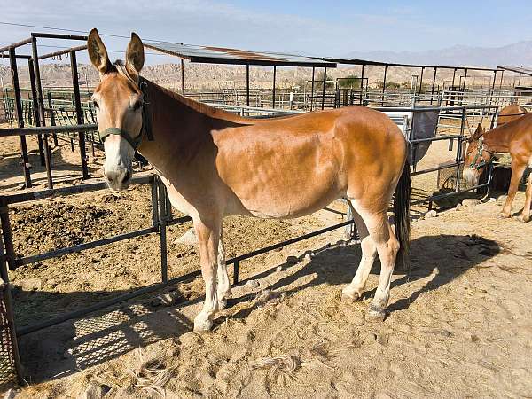 good-to-shoe-mule