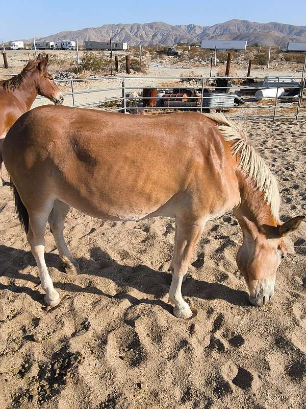ridden-western-team-driving-mule