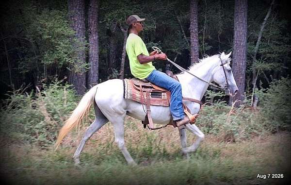 comfortable-riding-horse