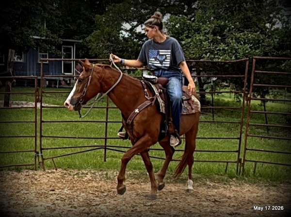 16-year-old-mare-quarter-horse