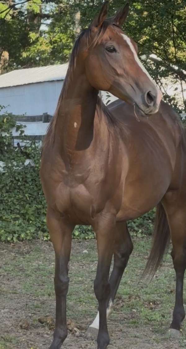affordable-thoroughbred-horse