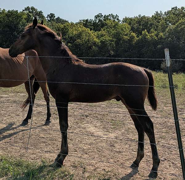 halter-barock-pinto-horse