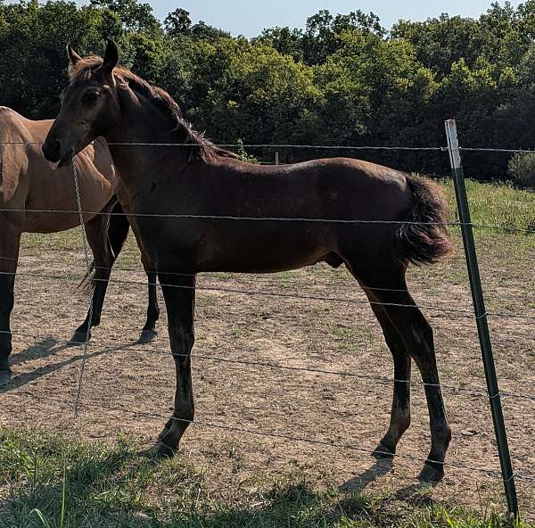 sport-barock-pinto-horse