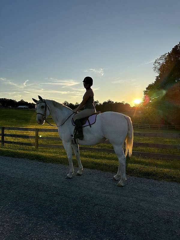 all-around-quarter-horse