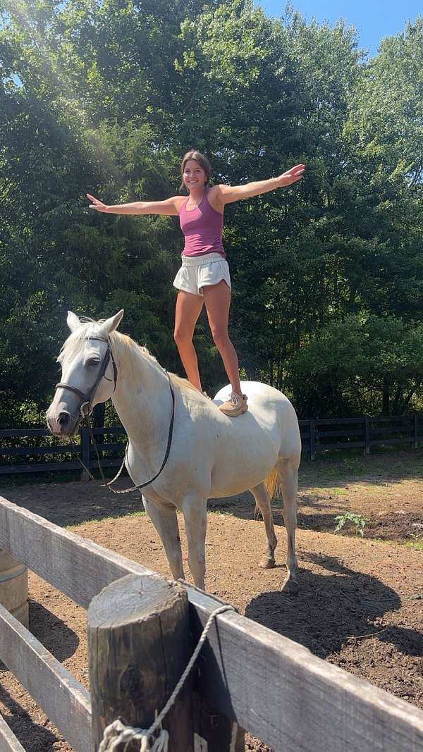 english-pleasure-quarter-horse