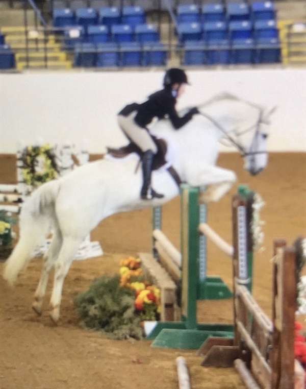 experienced-quarter-horse