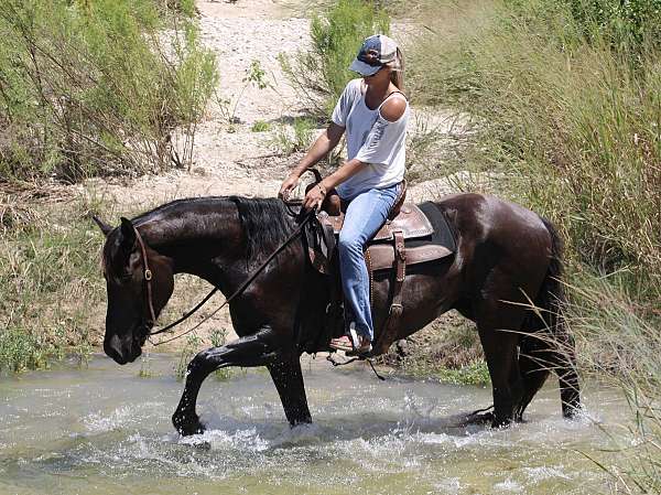 built-percheron-horse