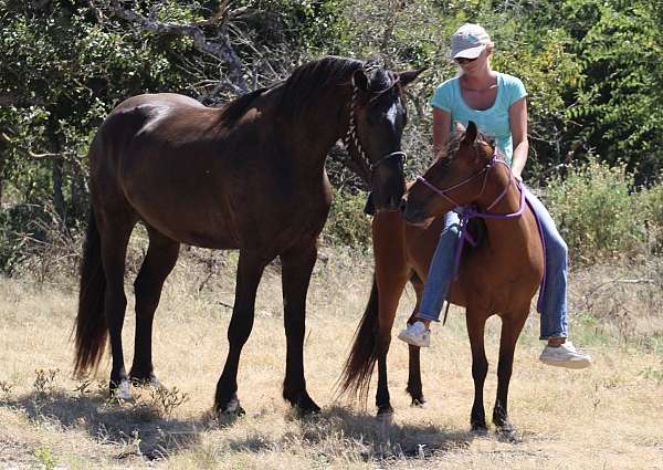 delivery-percheron-horse