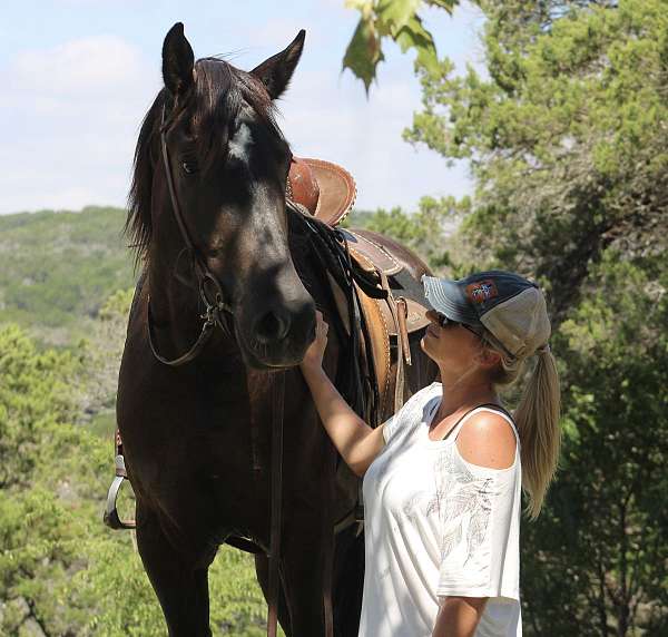 down-percheron-horse