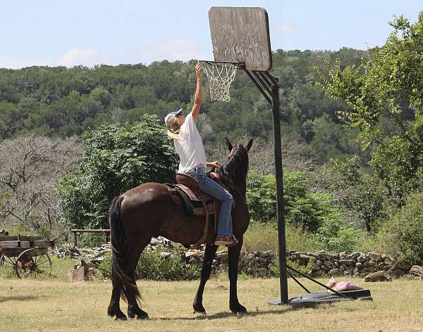 eager-percheron-horse