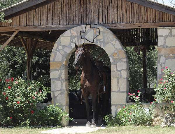 etc-percheron-horse