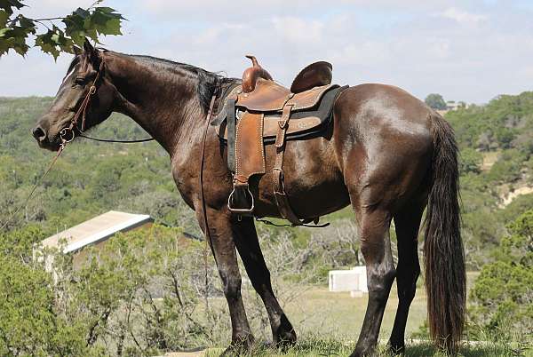 family-gelding-percheron-horse