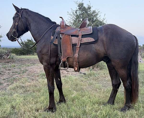 foot-percheron-horse