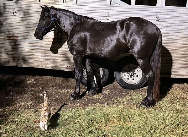 friesian-cross-percheron-horse