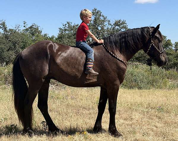 bouncy-percheron-horse