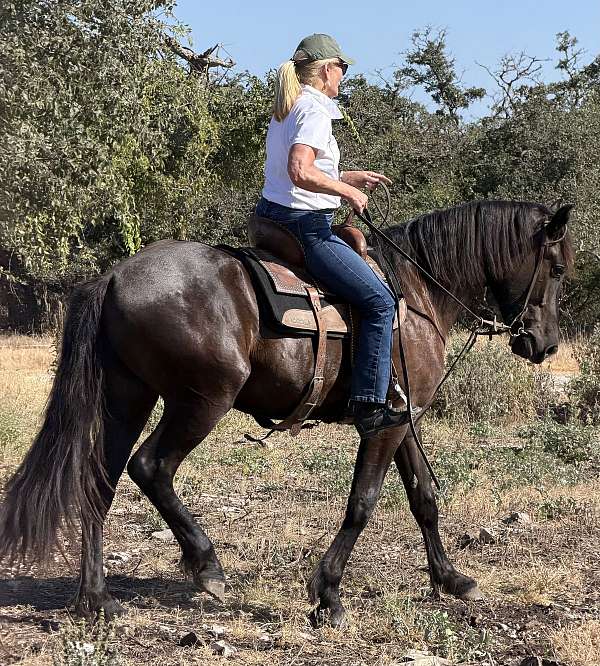 comes-percheron-horse