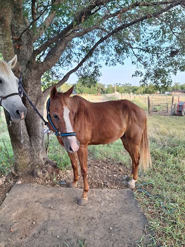 companion-pony