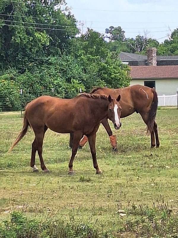 ridden-english-pony