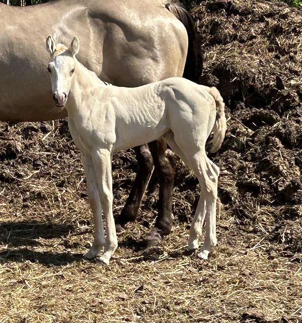 palomino-blaze-dun-dilution-horse