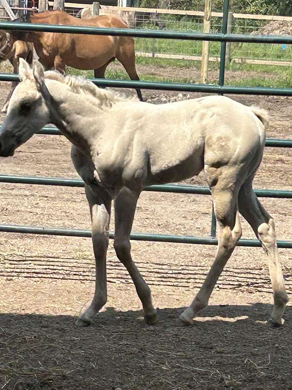 blaze-dun-dilution-horse
