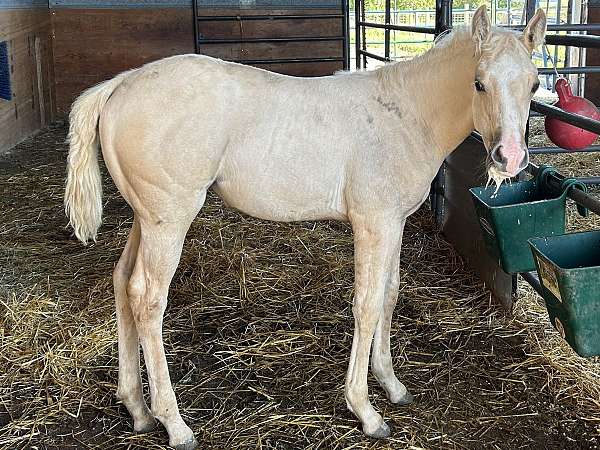 gentle-stallion-quarter-horse