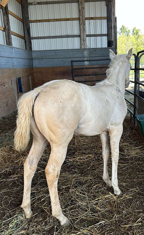 treasured-quarter-horse