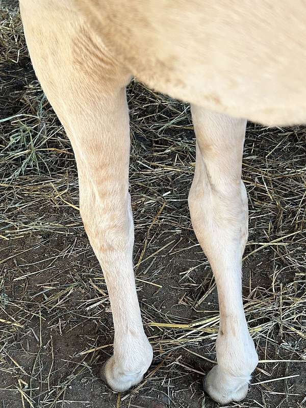tacoma-quarter-horse