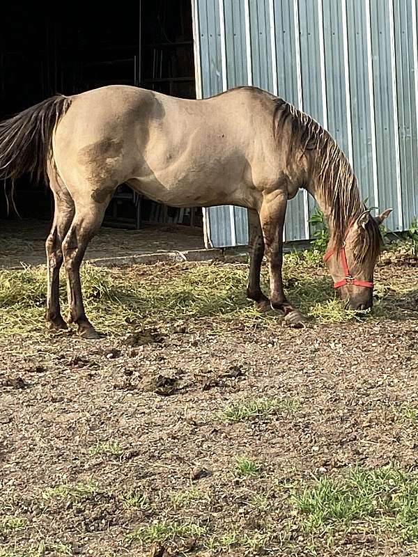 tacoma-horse