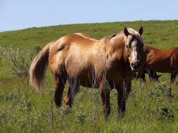 all-american-mare