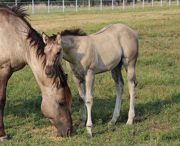 pocito-pine-glo-horse
