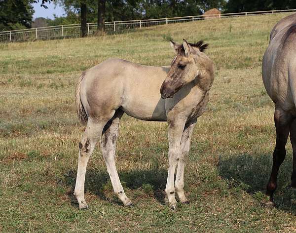 pocito-pine-glo-mare
