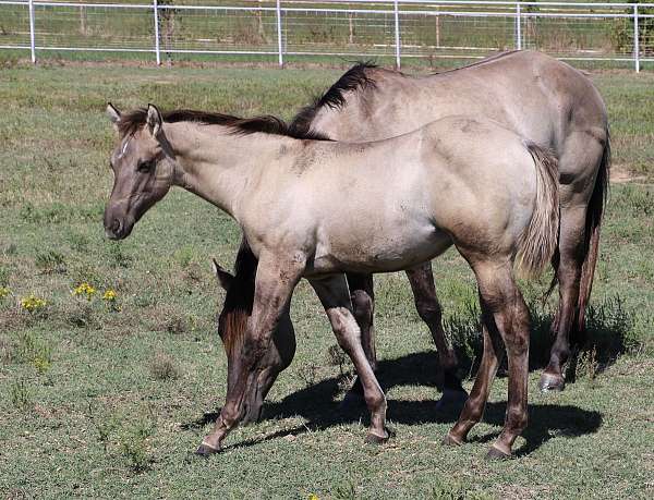 aqha-champion-mare