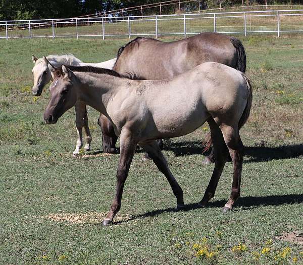 pocito-pine-glo-quarter-horse