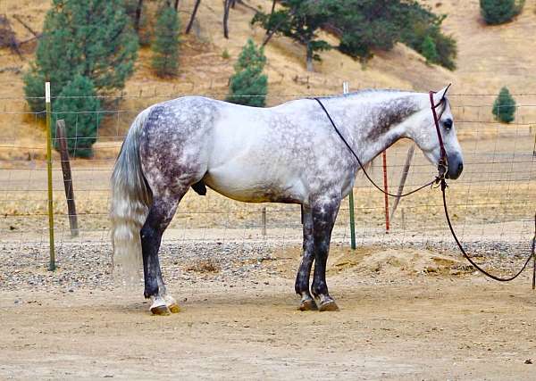 all-around-quarter-horse