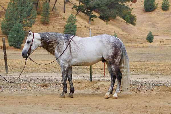 athletic-quarter-horse