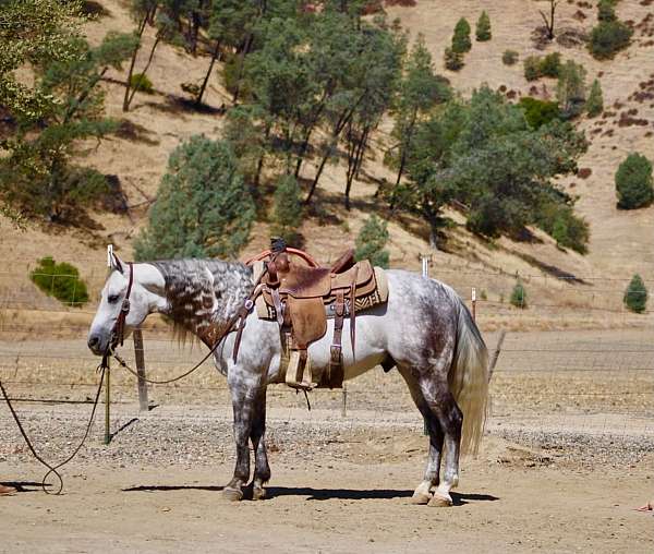 beginner-quarter-horse