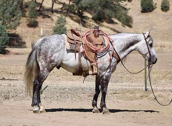 calf-roping-quarter-horse