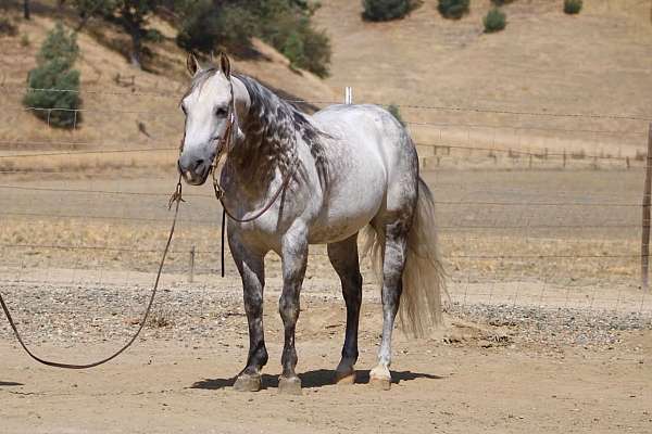endurance-quarter-horse