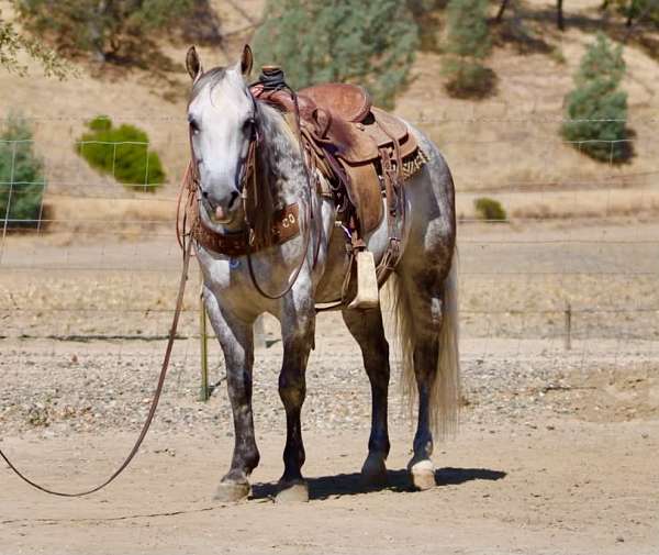 experienced-quarter-horse