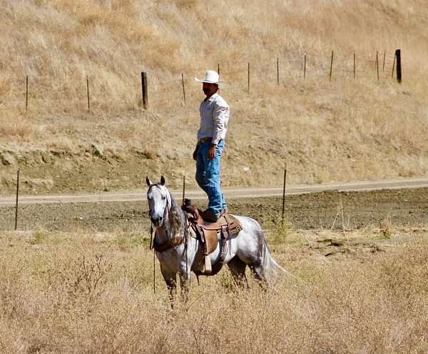 kid-safe-quarter-horse