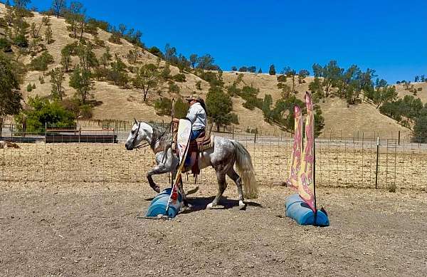 parade-quarter-horse