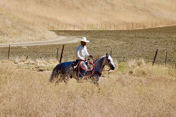 performance-quarter-horse