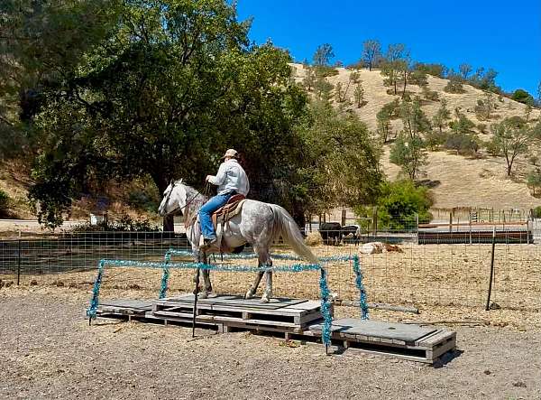 playday-quarter-horse