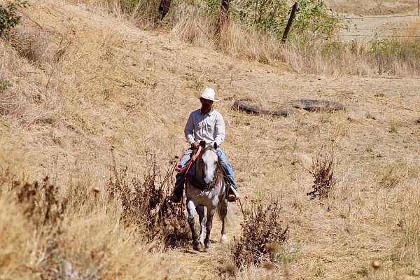 ranch-quarter-horse